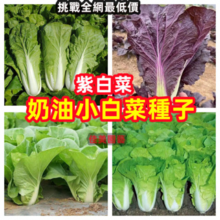 奶油小白菜種子 四季菜園蔬菜奶油快菜7天發芽一個月採摘紫白菜蔬菜庭院陽台種子多買多送