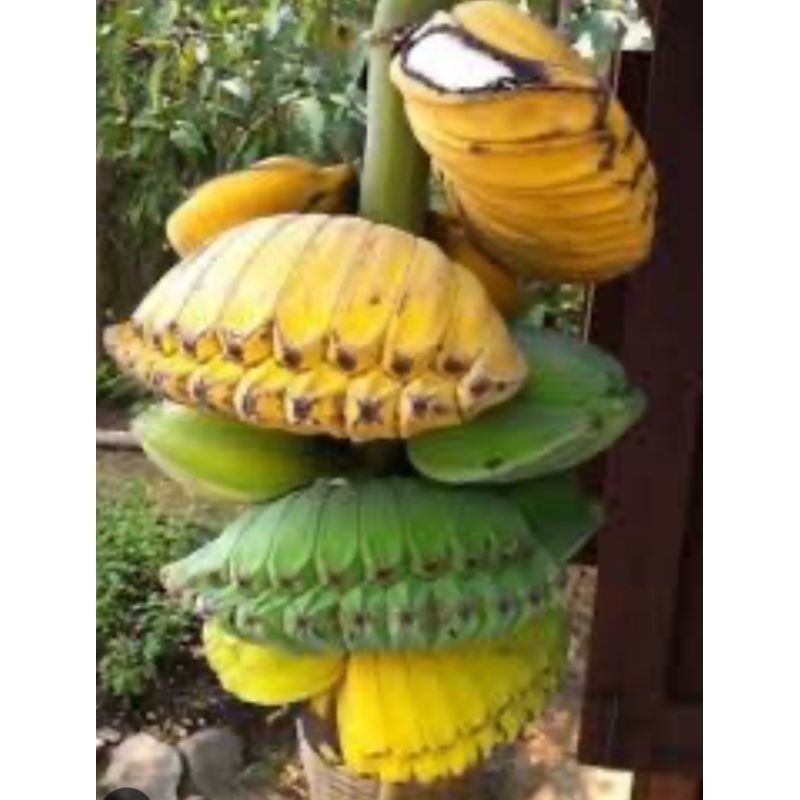合掌蕉 香蕉 特殊蕉 蛤蜊蕉 貝殼蕉 組培蕉苗