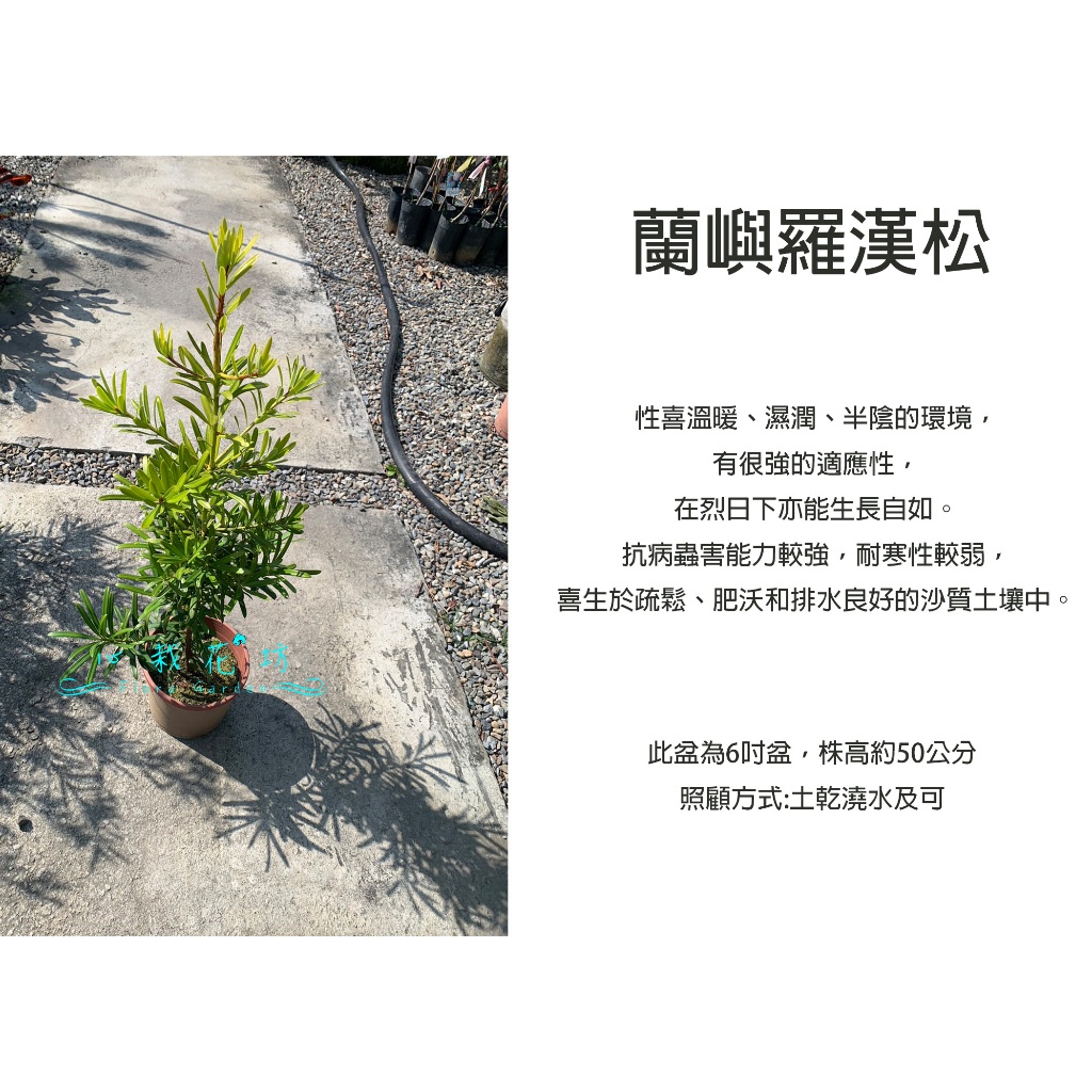 心栽花坊-羅漢松/蘭嶼羅漢/6吋盆/松杉柏檜/綠化環境/綠離植物/聖誕節必備/售價180特價150