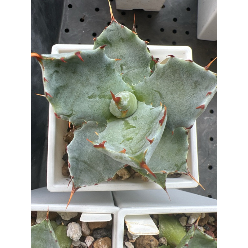 B型蠍蟹 龍舌蘭 agaves 含盆寄出