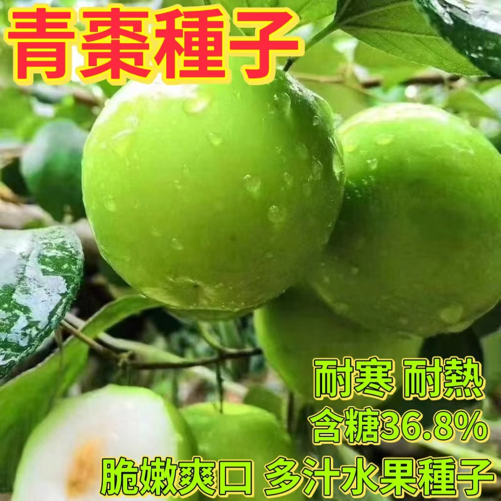 🔥青棗種子🍓台灣牛奶大青棗種子 阳台庭院脆甜多汁 四季盆栽 地栽水果種子