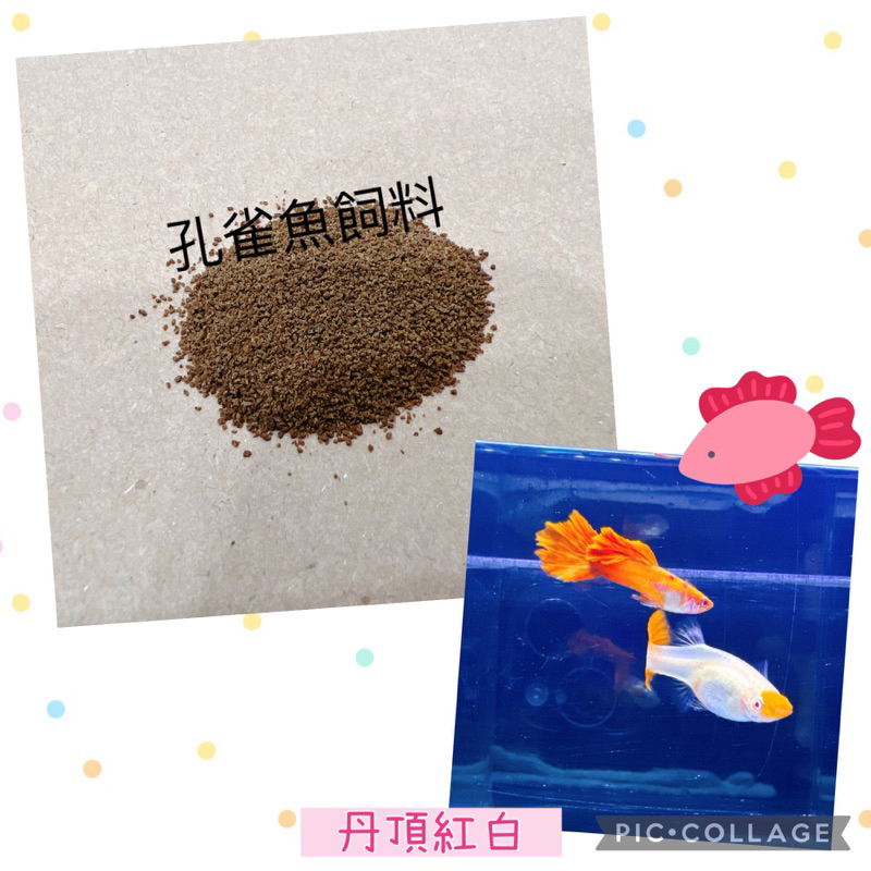 女王頭 快速出貨 📦【貝果果魚坊】孔雀魚 優質飼料-丹頂紅白子魚飼料-紅頭照片