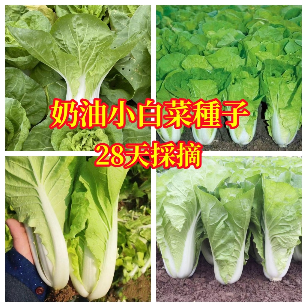 奶油小白菜種子 四季蔬菜  7天發芽28天採摘 快菜種子 菜園易種植蔬菜