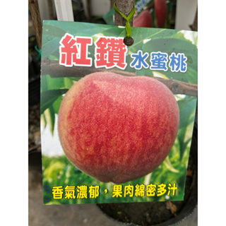 紅鑽 水蜜桃 /4.5吋～嫁接果樹苗木⋯