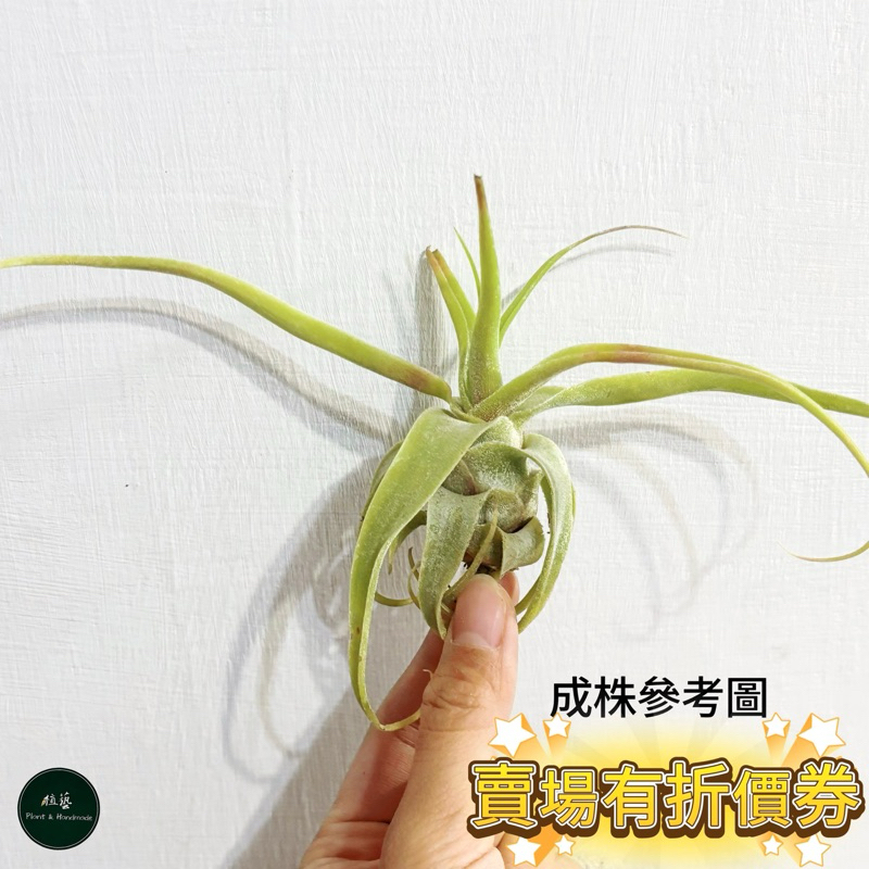 植藝-迷你電捲 ✧墨西哥特有種✧ T. diguetii 空氣鳳梨 空鳳 鐵蘭花 空氣草 懶人植物 觀葉植物 雨林植物