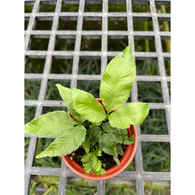 楓葉 鳳尾蕨/3吋～🍁空氣浄化蕨類植物⋯