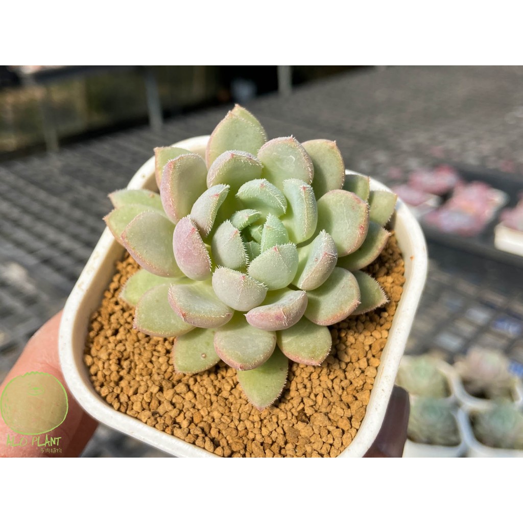 🌵 錦司晃拉威 🌵 【阿肉植物坊 ALO PLANT】 多肉植物 | 景天科 | 療癒小物 | 台灣農場