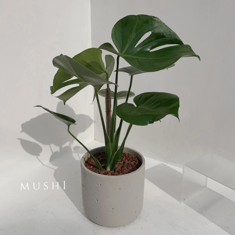 Mushi🎉現貨熱銷[龜背芋] ins北歐風/室內植物/送禮首選/觀葉植物/沐時嚴選/多款盆器搭配選擇