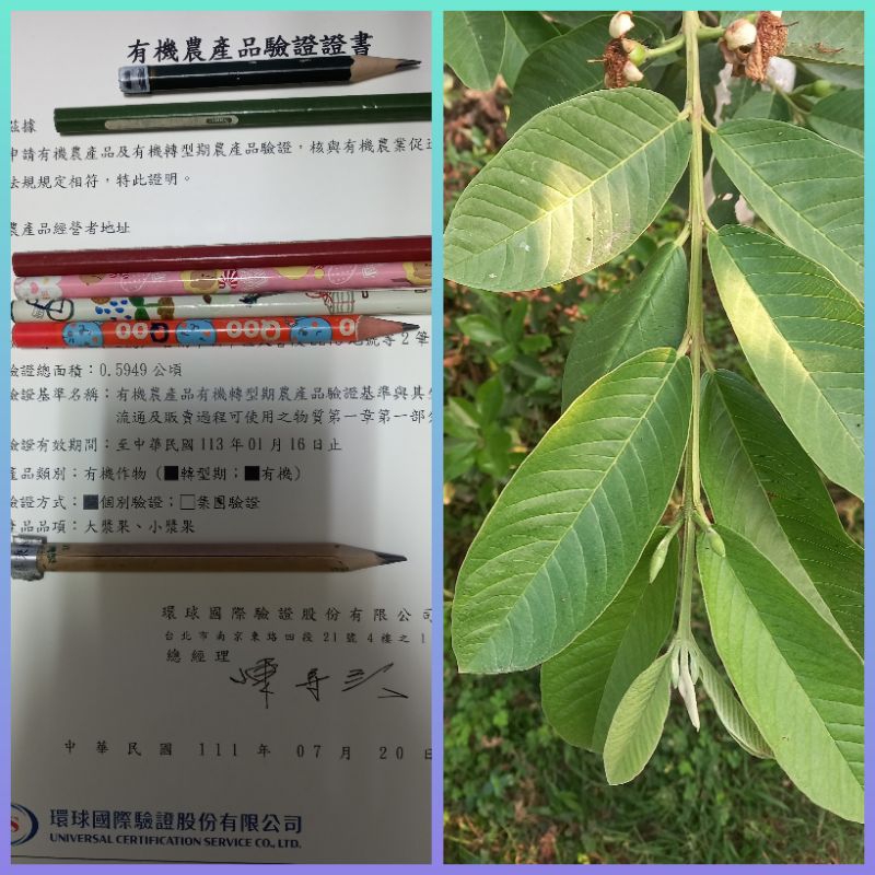 有認證芭樂園，無農藥無化學肥料，芭樂葉（連枝帶葉）竹節蟲，380公克售價100元