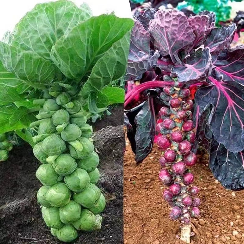 新款　紫色抱子甘藍孢子四季蔬菜種子　高產量　高營養