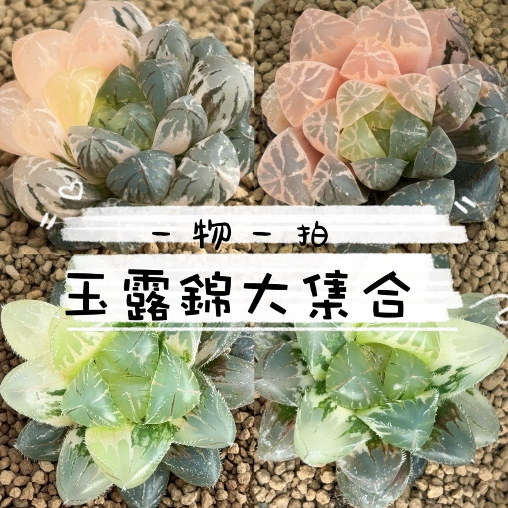 🌵✧植得栽✦【玉露錦大集合】一物一拍/百合科/玉露/阿福花科/十二卷/多肉植物/玉露錦/百合/植栽/多肉/翠雲