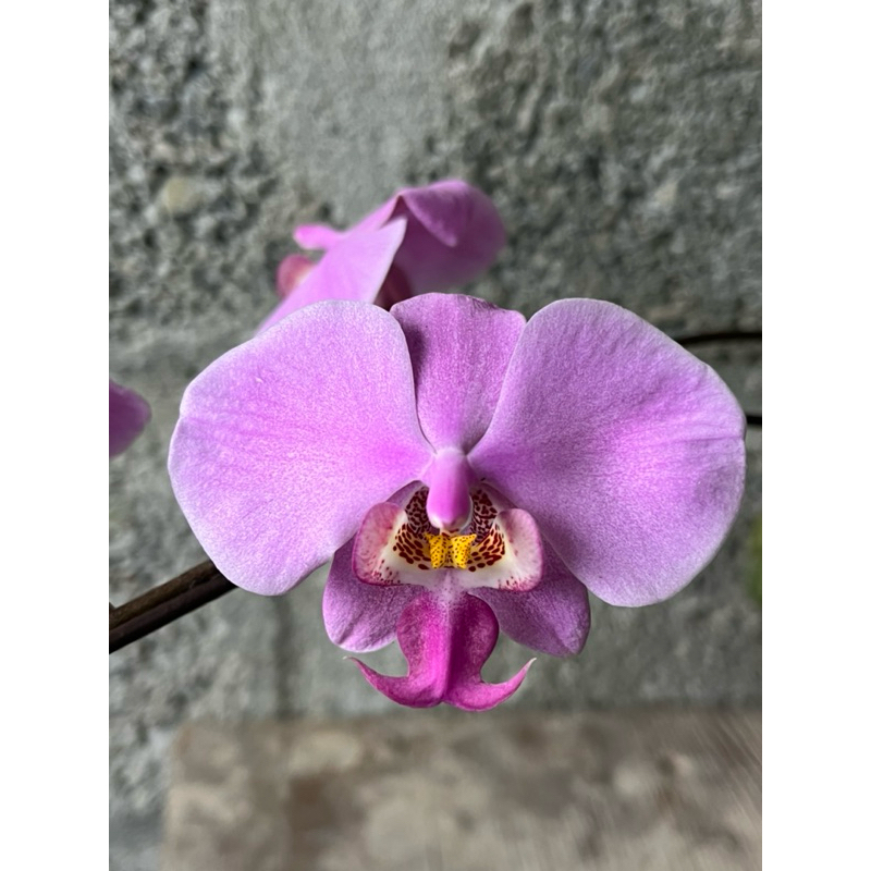 Phal.schilleriana (編號N)