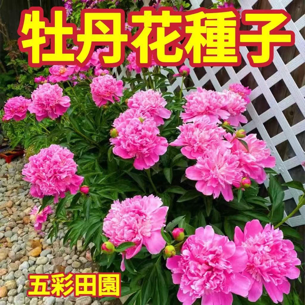 🔥【牡丹花種子】多款牡丹花種子 四季開花不斷 種子多年生 芍藥種子 可四季種植 發芽率高