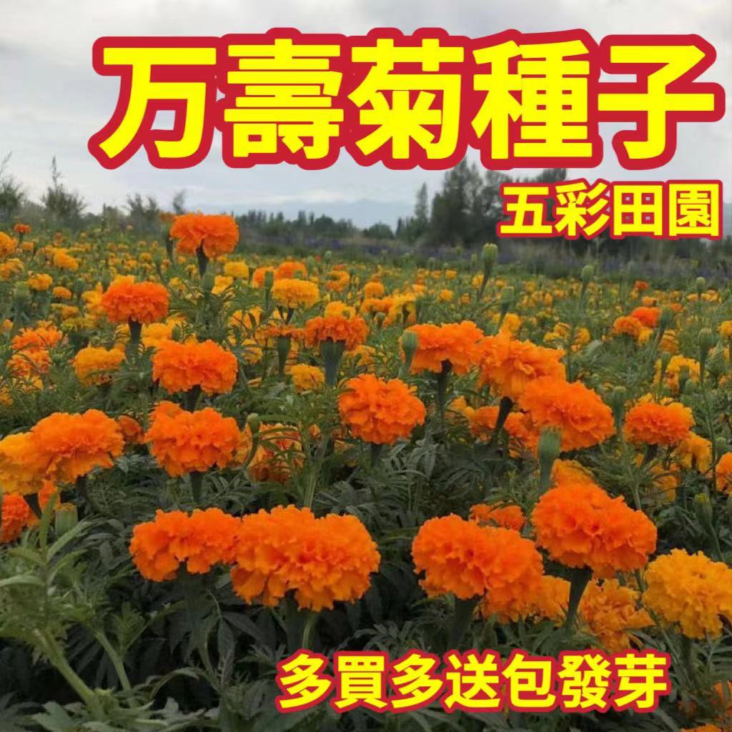 蝦皮熱銷⭐萬壽菊種子⭐發芽率高 耐寒觀賞 花卉盆栽 四季播種 菊花花卉種子 鮮花種子 綠肥 景觀 線蟲 忌避植物 包發芽