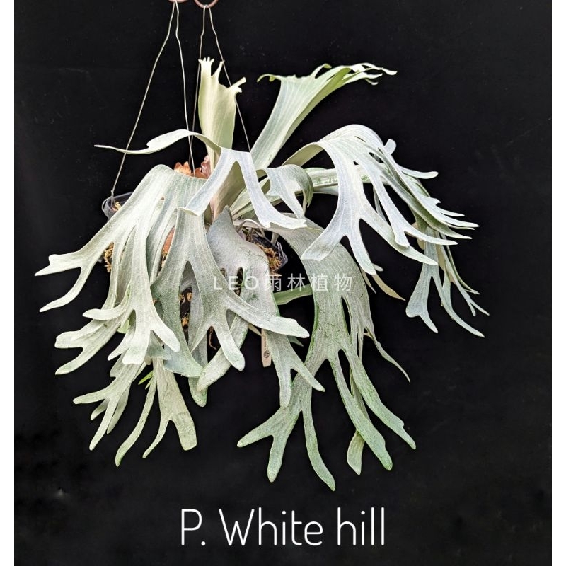 P. White hill  白山丘  鹿角蕨