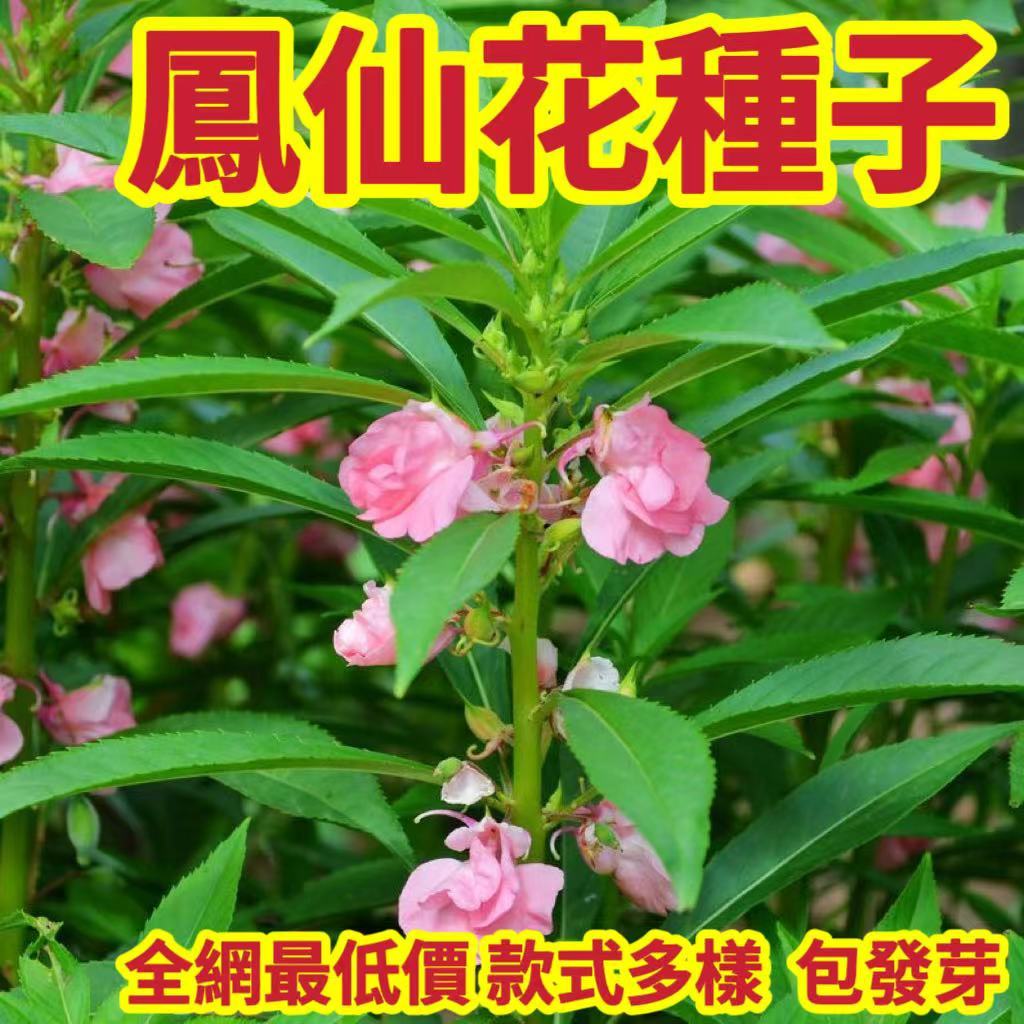 免運 一元一粒⭐鳳仙花種子⭐ 指甲花 易種 陽臺 四季盆栽 觀賞花卉種子 新手推薦花卉 全網最低價 限時搶購