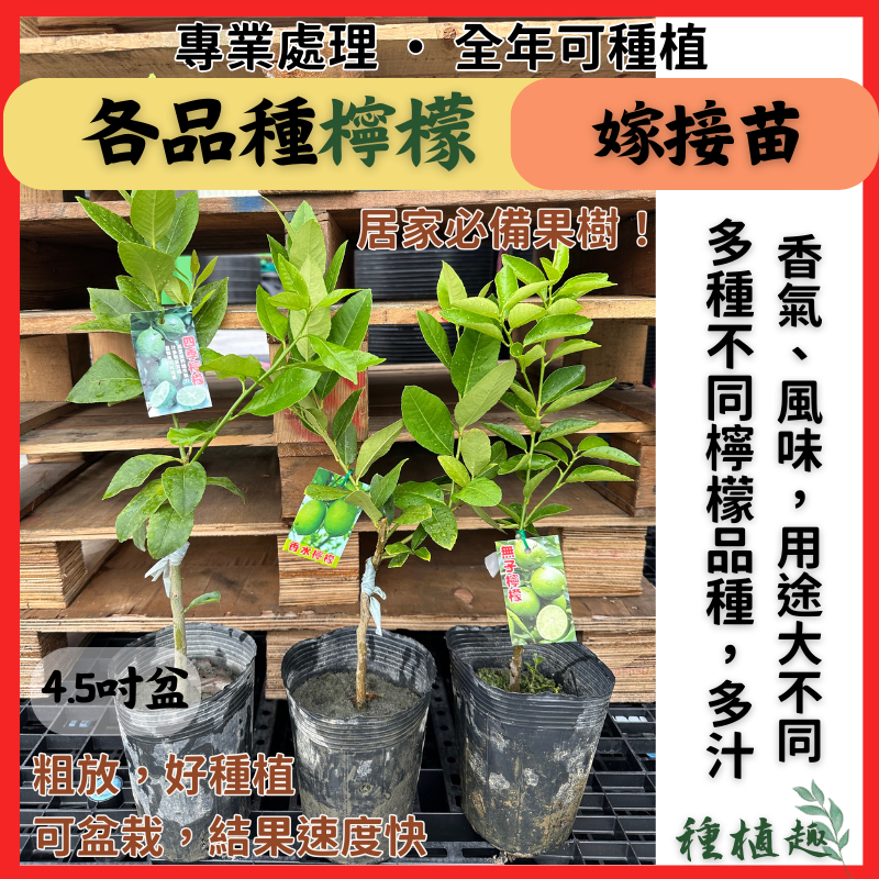 ［種植趣］檸檬 嫁接苗 無籽檸檬 香水檸檬 四季檸檬 黃金檸檬 無刺檸檬 手指檸檬 扁實檸檬 扁食 香檸 萊姆 果樹 苗