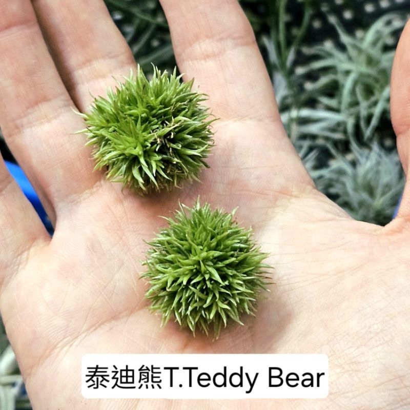 〔鳳梨草手〕空氣鳳梨-紫羅蘭泰迪熊 T.Teddy Bear  懶人植物  空鳳 空氣草