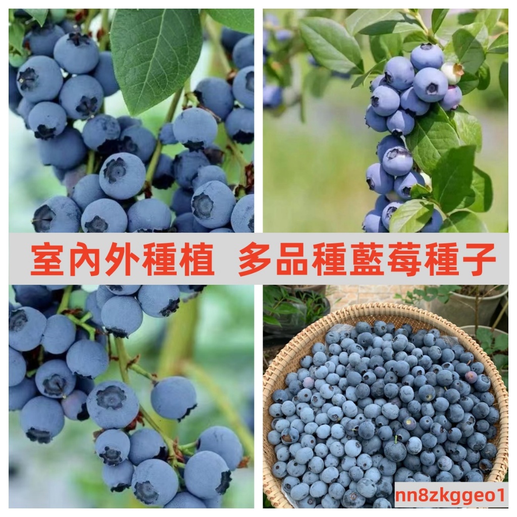 🔥【台灣藍莓種子】熱銷 藍莓種子 樹莓種子 四季種植盆栽地栽