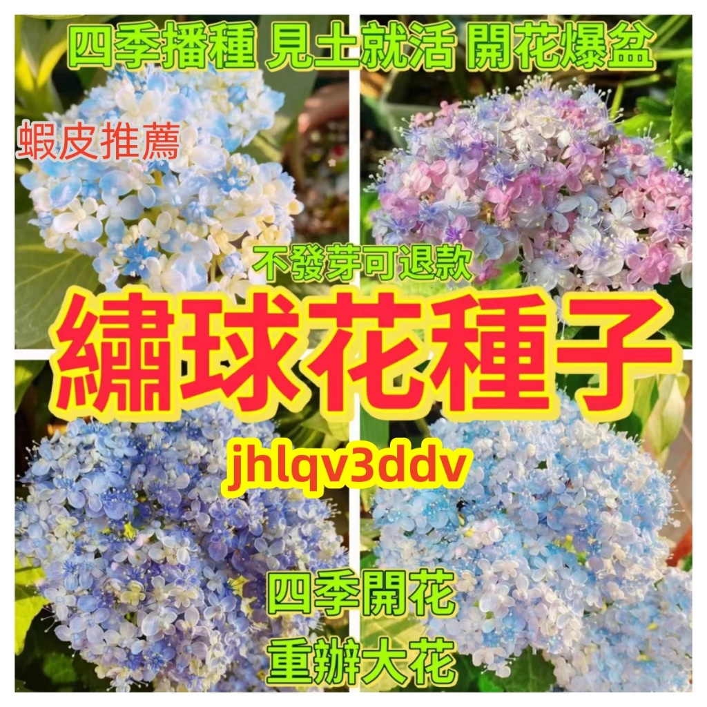 💥💥【免運大熱銷】繡球花種子 三河千鳥繡球 無盡夏繡球花種子 四季播開花不斷 陽台庭院種植七彩繡球花 盆栽花卉種子