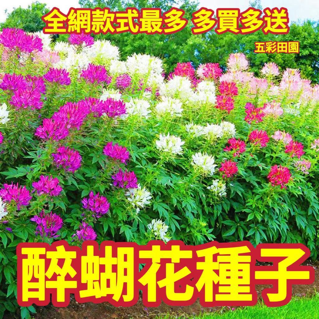 ⭐⭐免運【醉蝶花種子】多款醉蝶花 四季開花 醉蝶花種子 易活 庭院陽臺花海景觀 濃香型花卉種子 超高發芽率99%