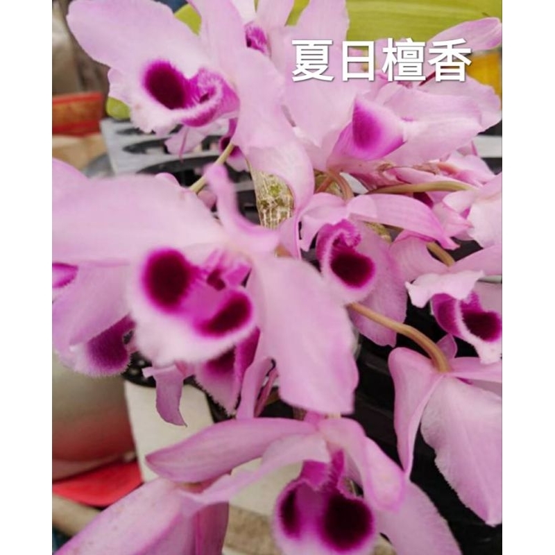 甜甜價🌸夏日檀香石斛蘭 🌸花苗🌸五-六月開花