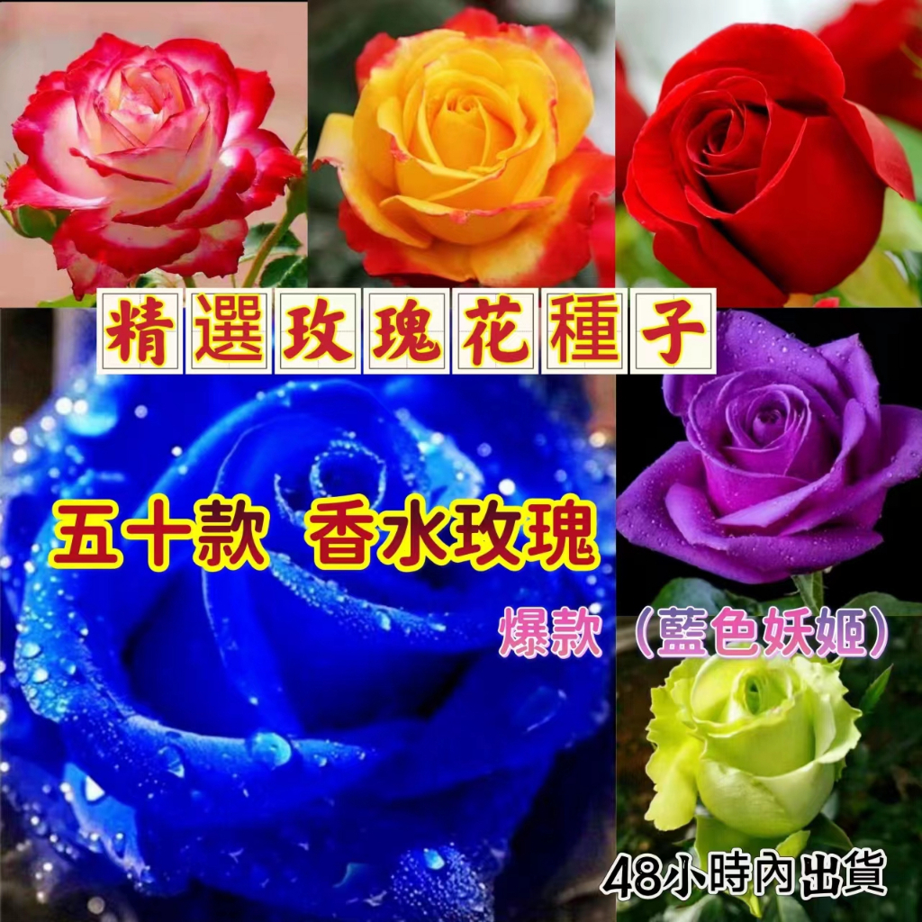 🔥✨蝦皮熱銷【開發票】收據五十款香水玫瑰花種根 七彩玫瑰 紅玫瑰 白玫瑰 藍色妖姬玫瑰 超多品種任選 四季陽台庭院盆栽種