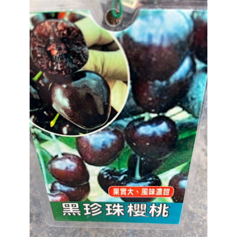 黑珍珠 櫻桃 / 4吋～苗植袋 / 嫁接果樹苖木⋯