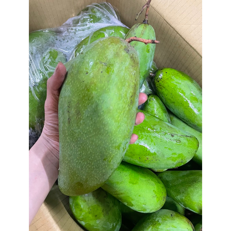 台灣中大顆芒果青 50 10斤480(48/斤）