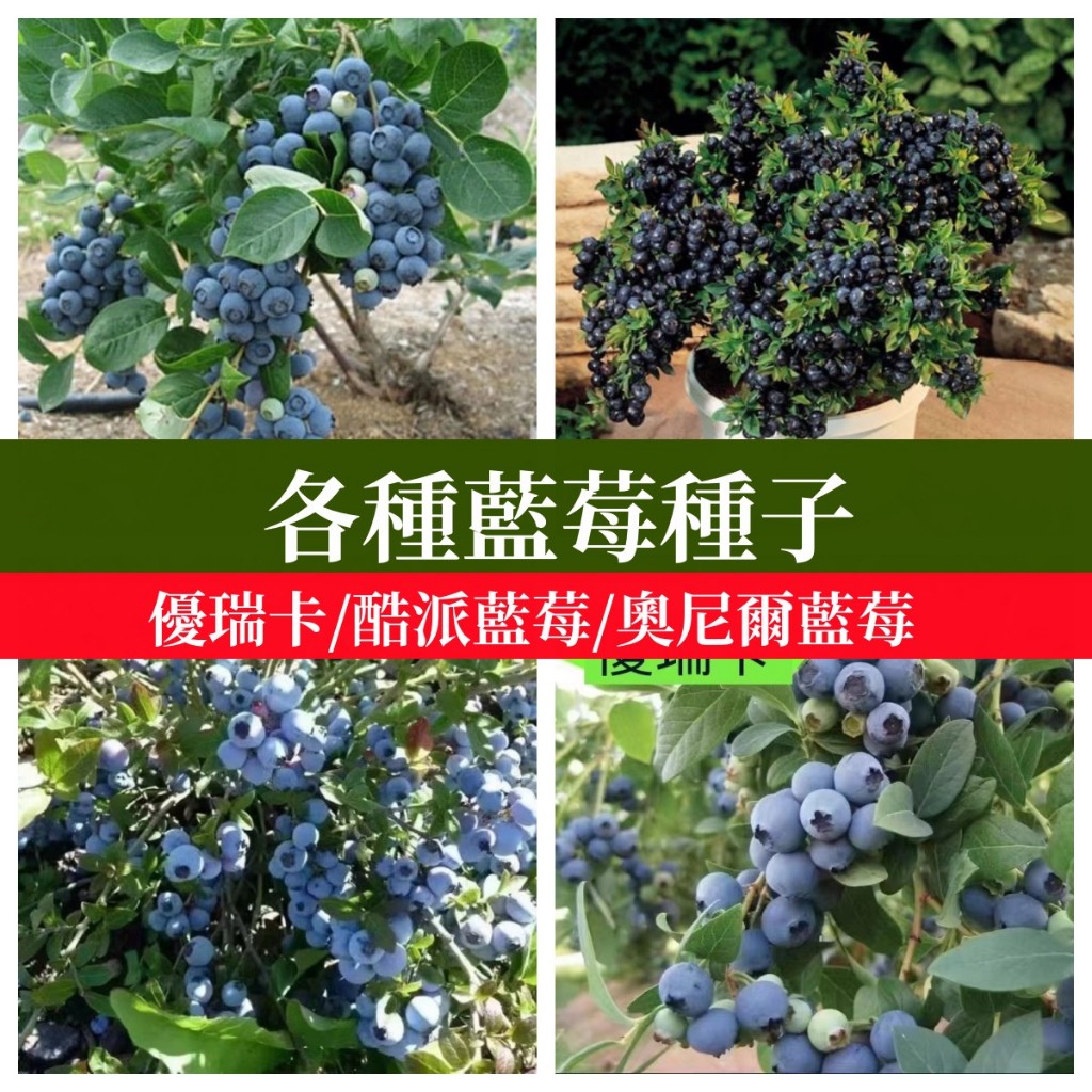 💙🍓各種藍莓種子 樹莓覆盆子種子奧尼爾藍莓優瑞卡藍莓南北部盆栽地栽果樹種子矮化藍莓