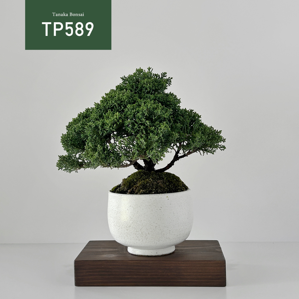 【Tanaka Bonsai】TP589 日本紀州真柏/鐵柏盆景（不含木墊片）｜松柏盆栽
