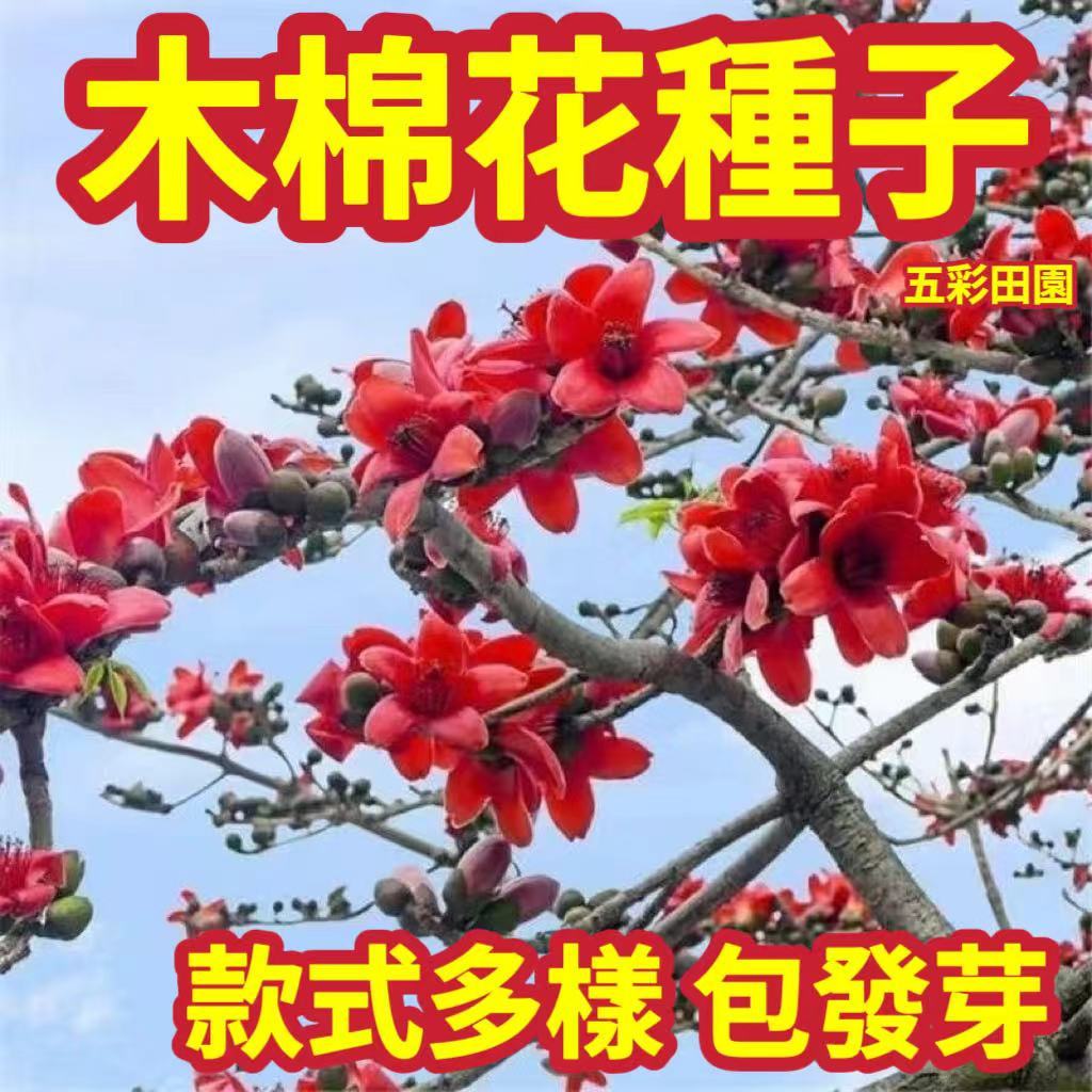 免運［開發票］收據【木棉花種子】木棉種子 林木種子 英雄花 耐寒花卉 中藥材 觀景盆栽 發芽率 95% 辦公室防輻射