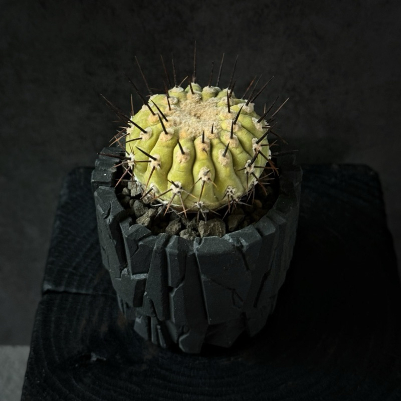 在台現貨 单刺 孤龍丸 Copiapoa columna-alba  嫁接 仙人掌 仙人球