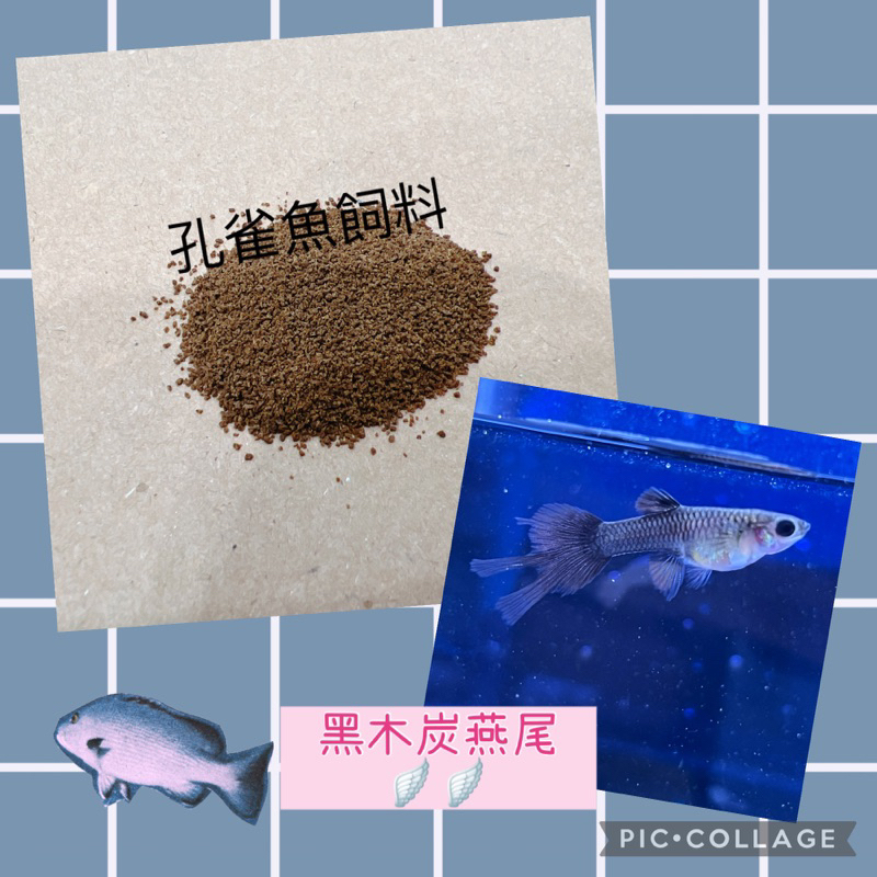 【貝果果魚坊】孔雀魚飼料-燕尾🪽🪽🪽黑木炭 黑子飼料