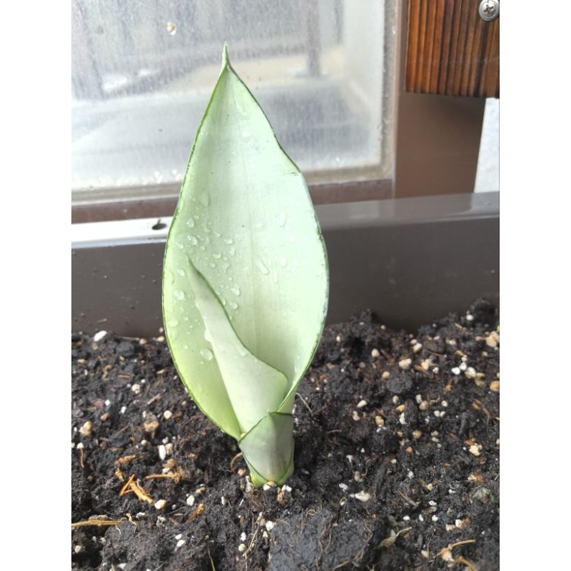 [現貨］銀后虎尾蘭側芽/辦公桌療癒系植物（裸根寄出）~15公分