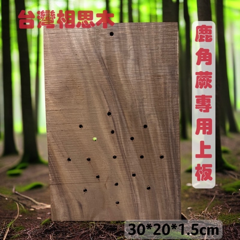 特價中!!! 台灣相思木  鹿角蕨上板  板材  鹿角蕨 相思木 植物材料 特製