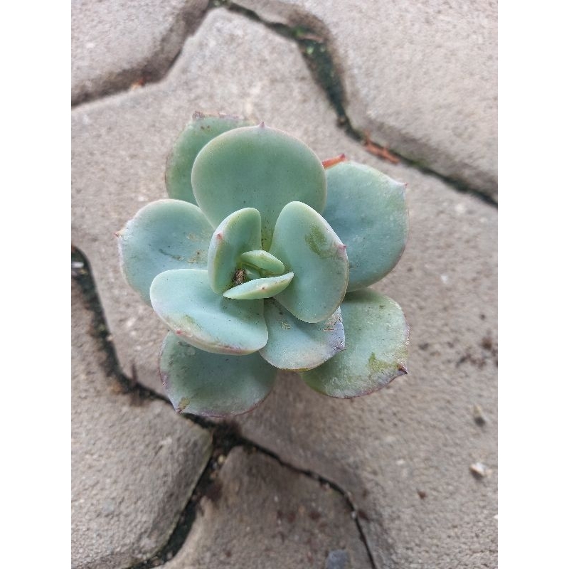 【多肉植物 】白鳳 一吋  穩根