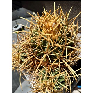 【塊根英雄】金刺大龍冠種子 Echinocactus polycephalus golden spine/仙人掌科金琥屬