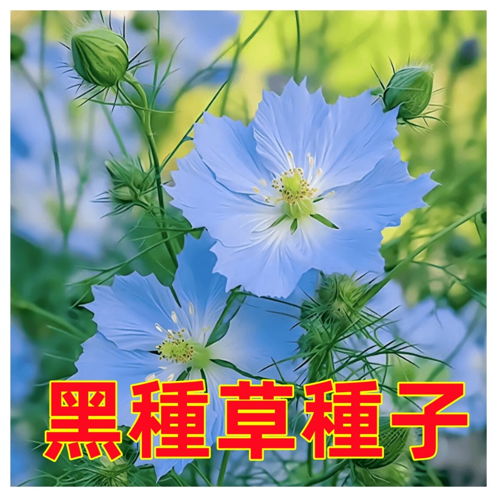 💥💥【免運大熱銷】🌸黑種草種子 四季種植四季開花斯亞丹種子盆栽陽台庭院觀賞花海花卉驅蚊絕美花卉好養