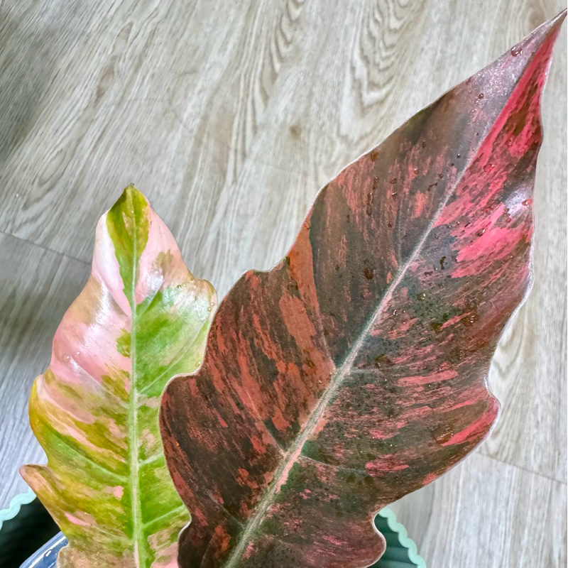 斑葉神鋸蔓綠絨 Philodendron Caramel Marble | 觀葉植物 藝術品植栽