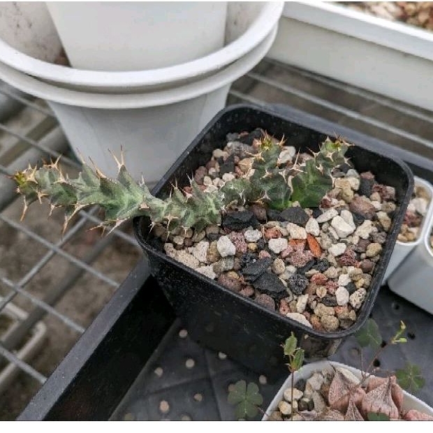 《植醉今明》Succulent 多肉系列-螺旋大戟 Euphorbia tortiram