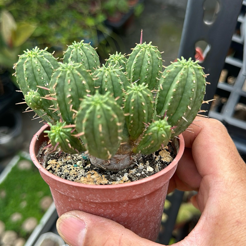 【外星人的植物園】圓麒麟 仙人掌 虎尾蘭 龍舌蘭 塊根 大戟 盆栽 植物 現貨【滿額免運】