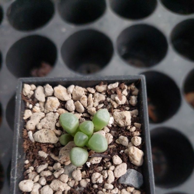 【速達付】98 五十鈴玉錦　黄斑　多頭　最上級斑入り　輸入苗　多肉植物 ✽ロパロフィラ《五十鈴玉》錦 背丈が低くてぽっちゃり型に