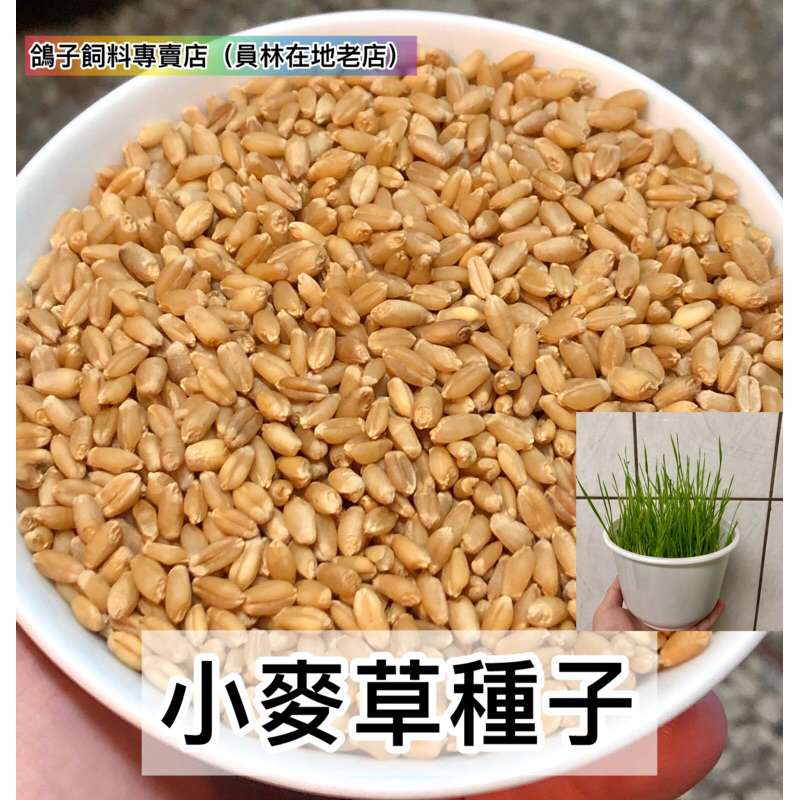 小麥草種子(小麥草)｜「鴿子飼料 綜合飼料 老鼠飼料 野鳥飼料 鳥飼料 兔子飼料」600克(1斤)（現貨）