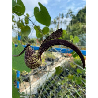 慕花坊 誘蝶植物-錦雞馬兜鈴