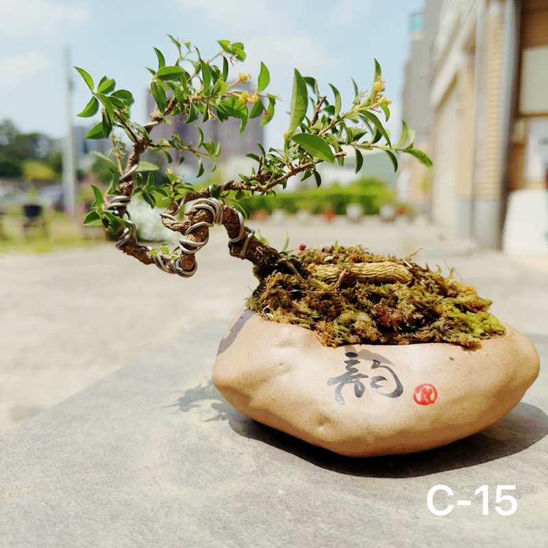 🍁綠化小屋🍃「李氏櫻桃」🍃小品盆栽