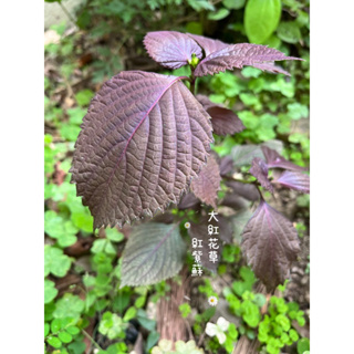 大紅花草/紫蘇盆栽·紫蘇葉香氣獨特😋無農藥·天然栽種