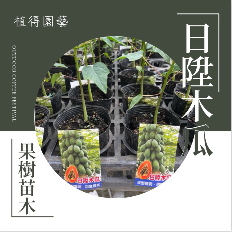 植得｜日陞木瓜｜食用果樹苗木