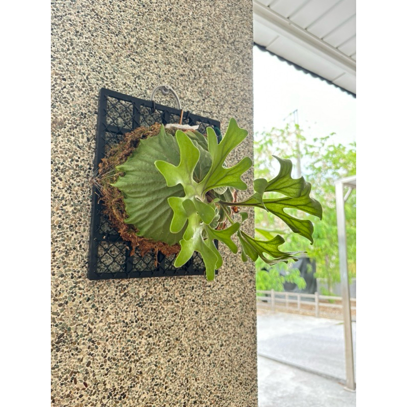 🌱愛客森🌱 亞猴 鹿角蕨