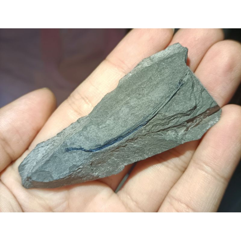 [程石] 中國安徽  巢湖魚龍屬肋骨化石/Chaohusaurus sp.